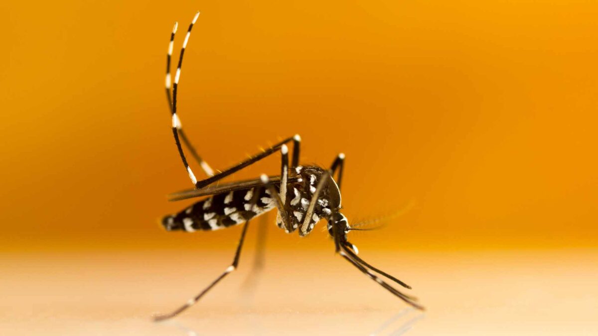 Aedes Aegypti Mosquitoes