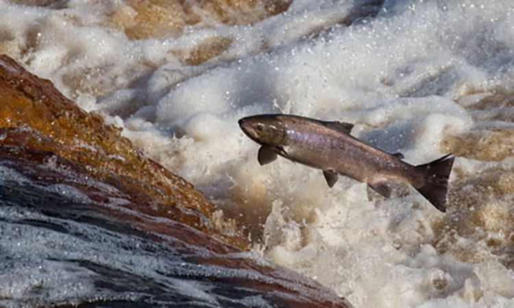 Salmon England