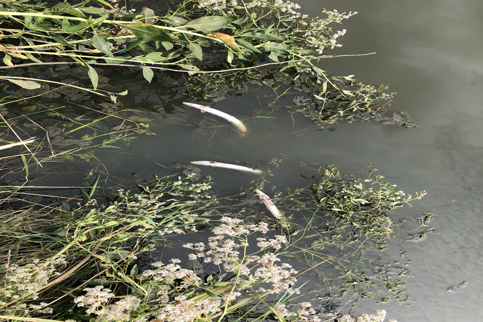 A fraction of the fish killed in one of many pollution incidents between 2019 and 2021, a court heard