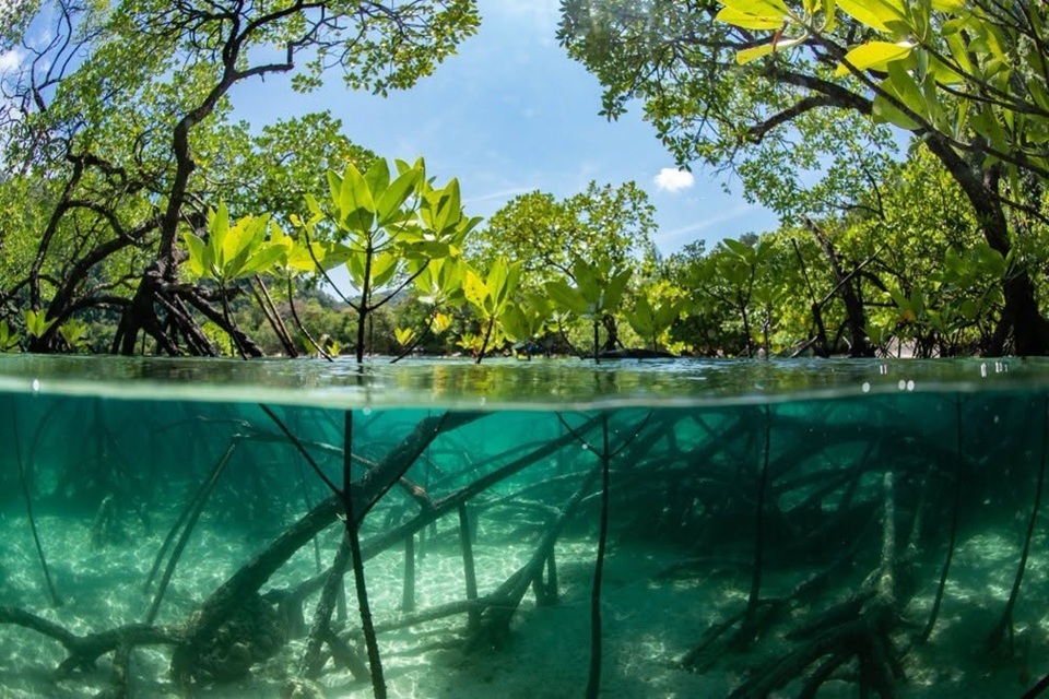 Mangroves