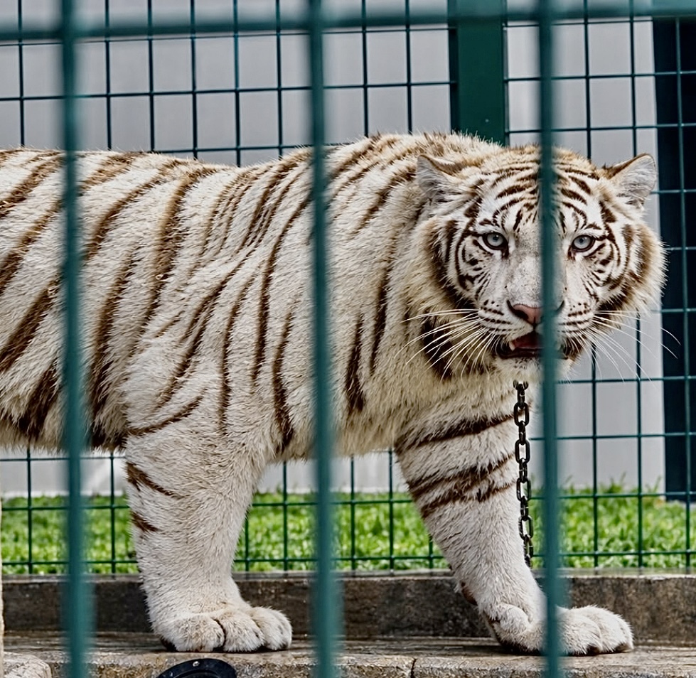 White Bengal Tiger.jpg