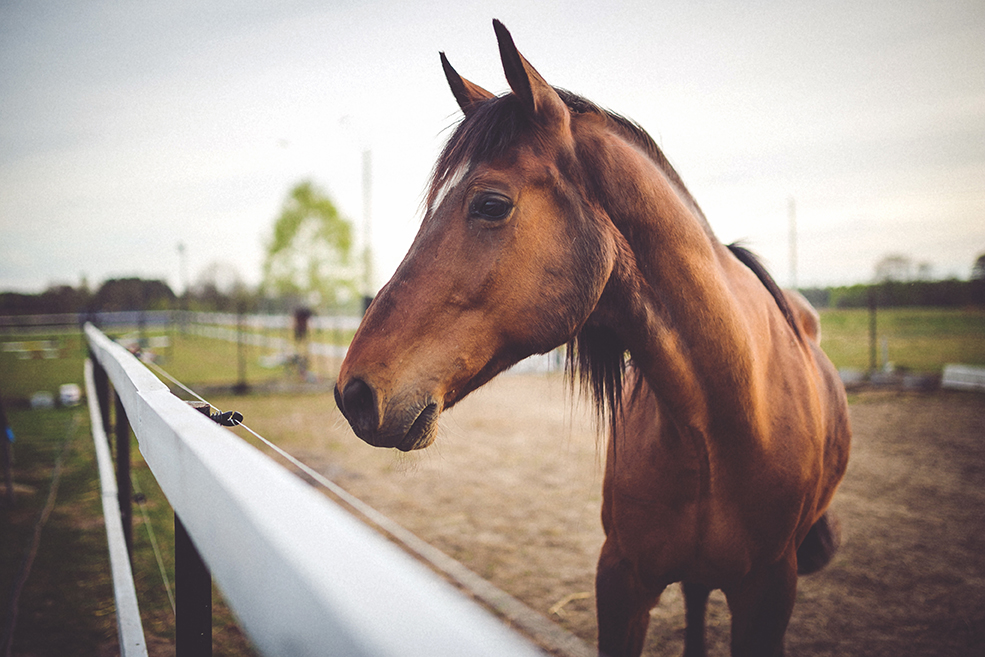 12 Year Ban for Director Who Stole From Firm to Buy Horses