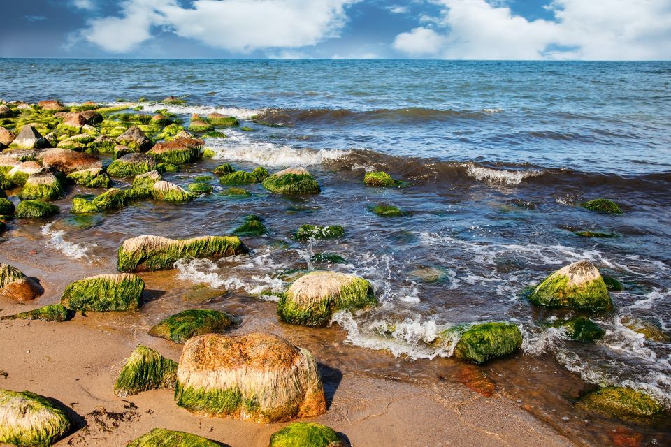 £26 Million Government Funding to Boost Biomass in UK