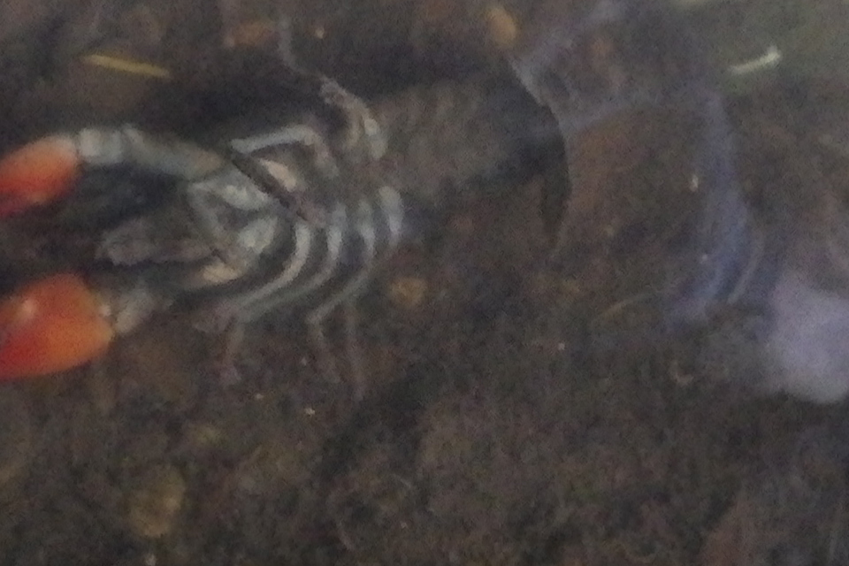 Anglian Water Ordered to Pay Government £871,000 for Death of a Crayfish