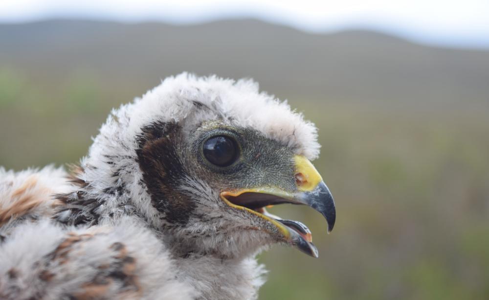 Another Successful Year for Hen Harrier Breeding in England