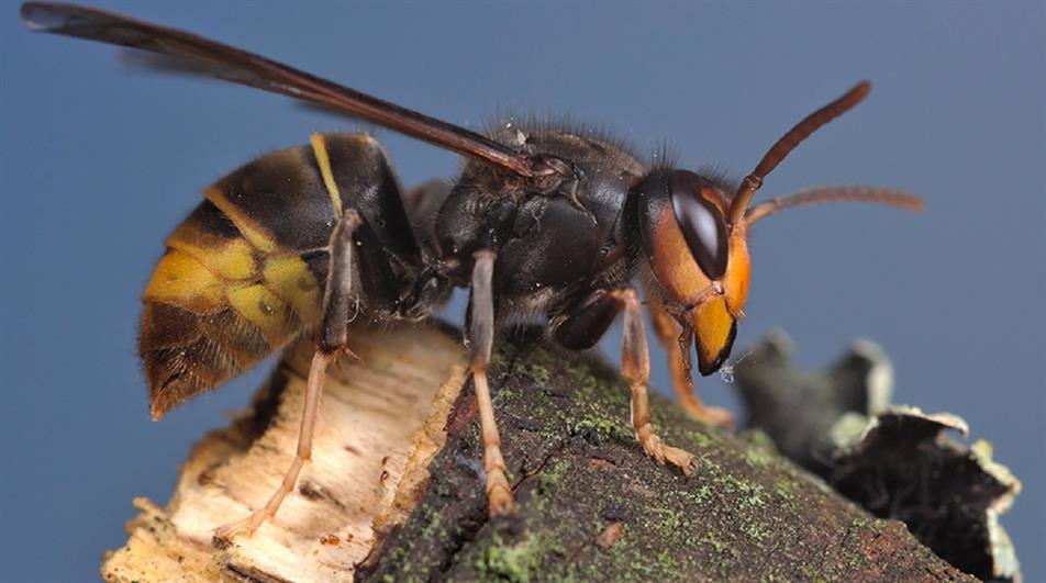 Asian Hornets Identified in Dover