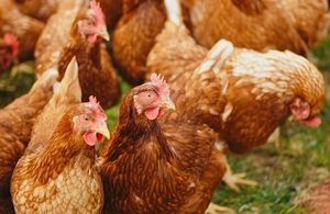 Avian Influenza (Bird Flu): Latest Situation