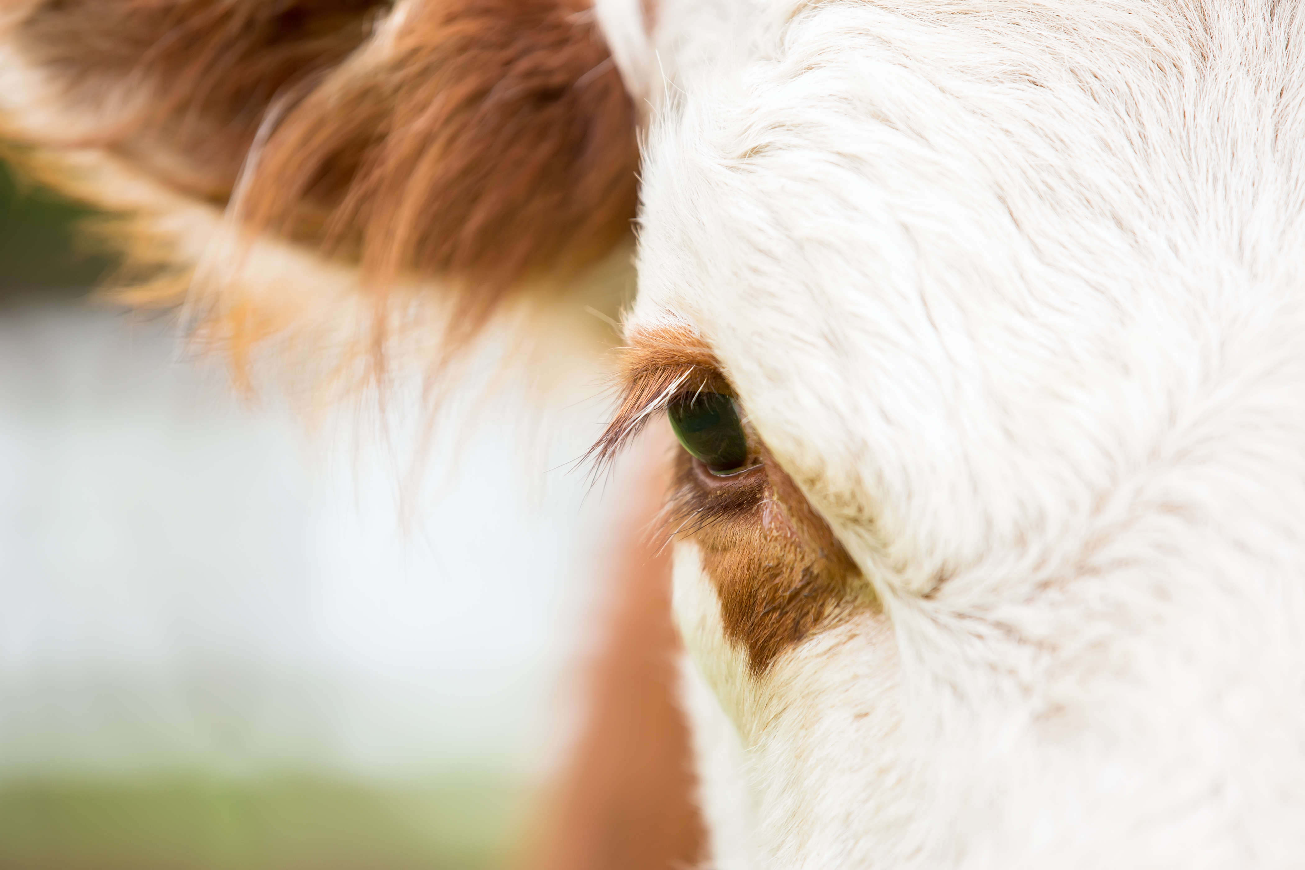 Better Welfare Conditions for Millions of Farm Animals During Transit