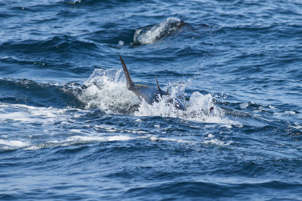 Bluefin Tuna Fisheries 2026