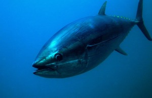 Bluefin Tuna in the UK