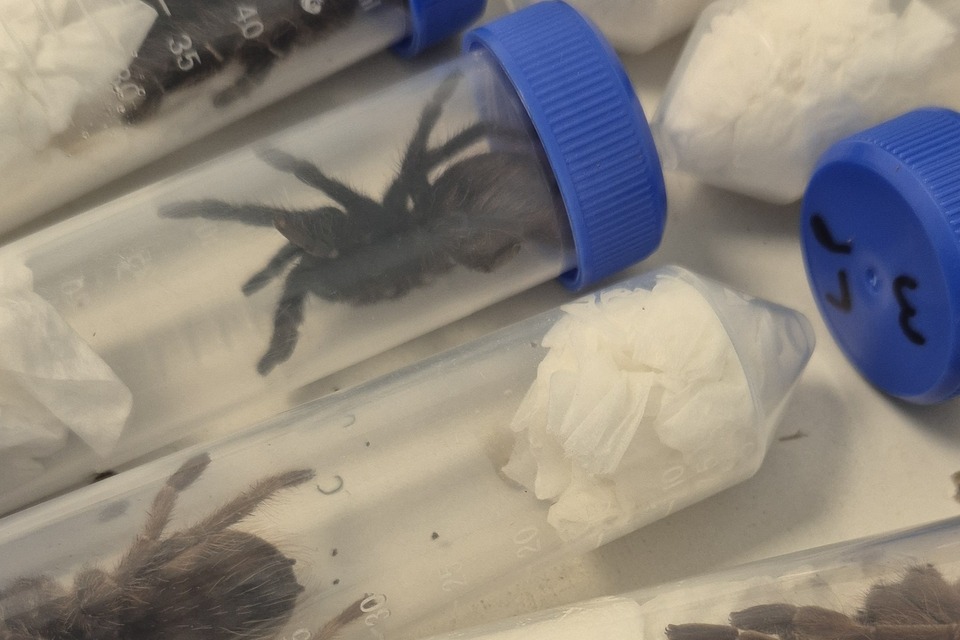 Border Force Seizes Over 250 Endangered Species