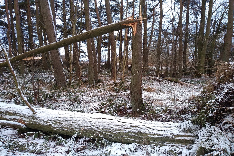 Damage overall is relatively modest equating to around 0.2% of England’s woodland area with over 90 percent of windblown trees to be replanted. (Image credit: Richard Pow, Forestry Commission)
