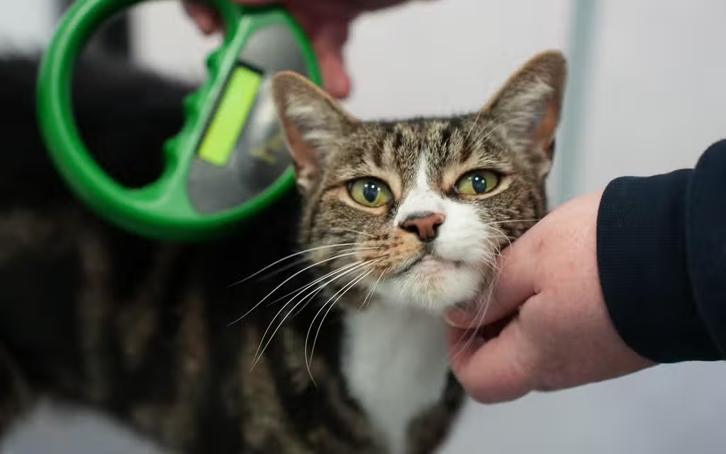 Cat Microchipping Now Mandatory