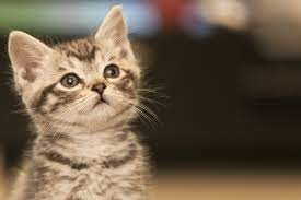 Cat Microchipping to be Made Mandatory