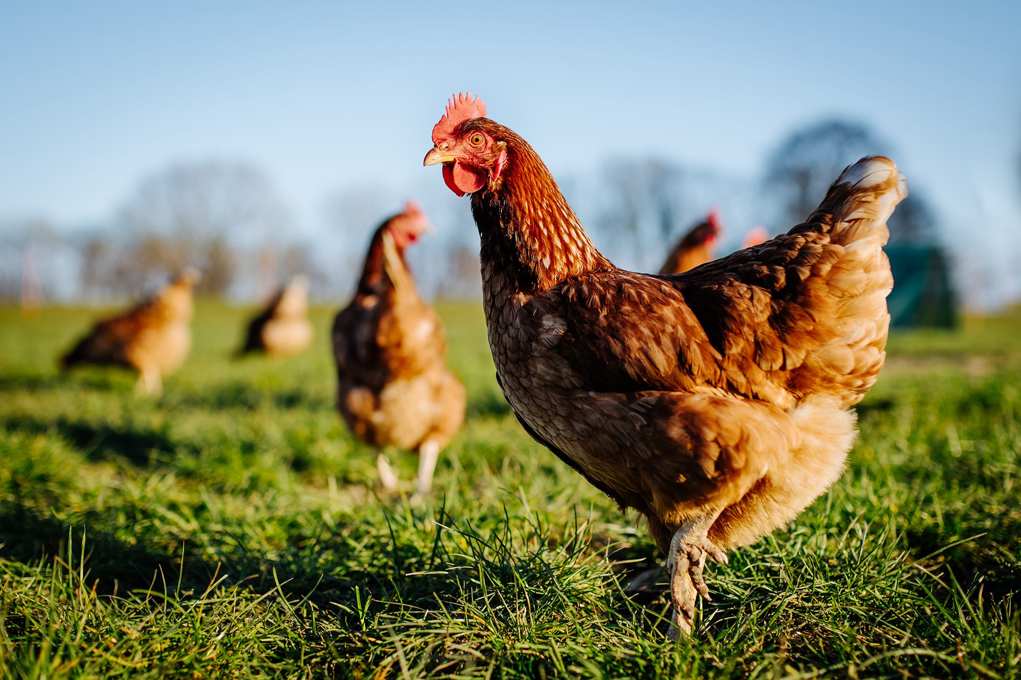 CMA Clears Poultry Feed Deal