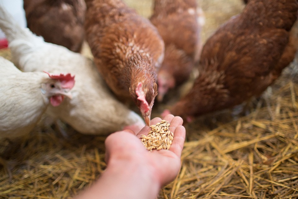 CMA Provisionally Clears Poultry Feed Merger