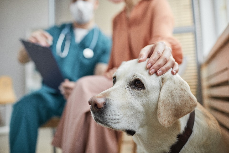 CMA Takes Next Procedural Step in Vet Services Investigation