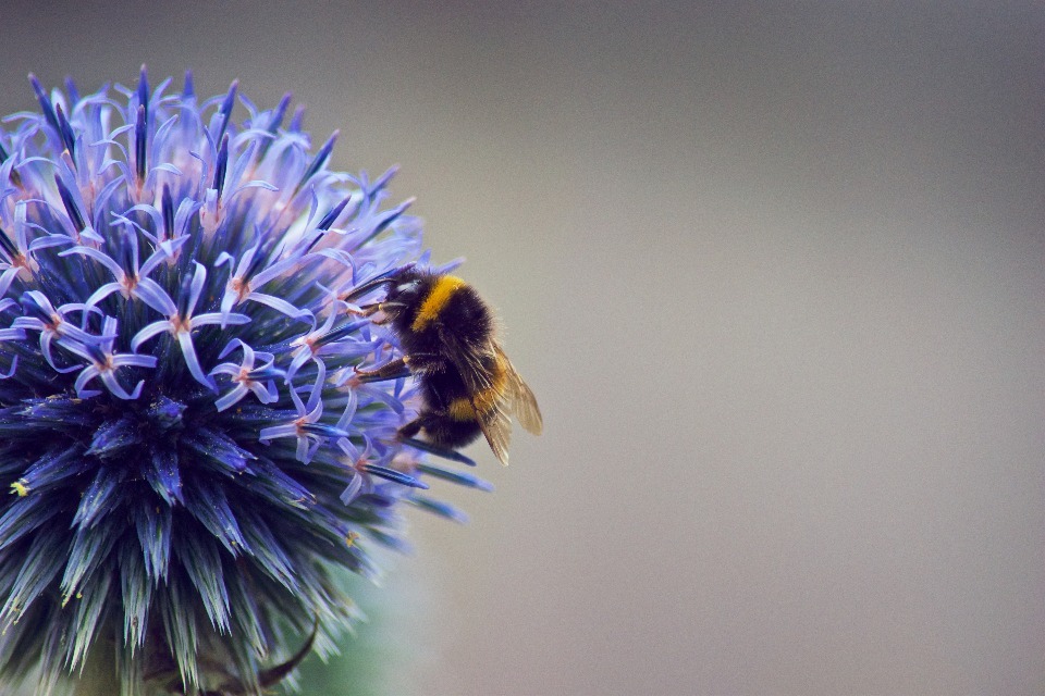 Complete Ban on Bee Killing Pesticides Moves Forward