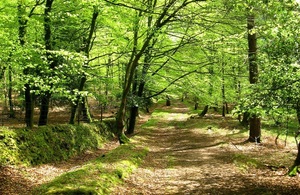 The Rural Payments Agency has launched a consultation on the operation of the Basic Payment Scheme (BPS) on the New Forest common