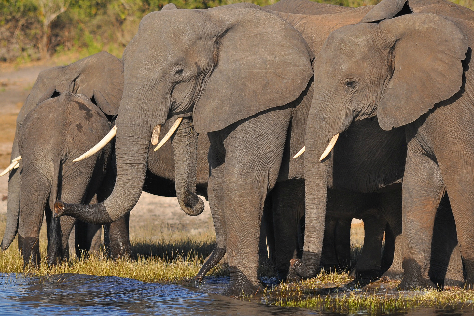 Cruel Trade in Ivory to be Illegal from Today as World-Leading Ban Takes Effect