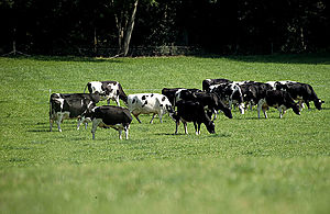 Dairy Response Fund Set to Open for Applications