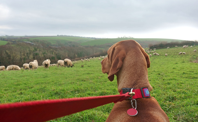 Defra Announces Biggest Animal Welfare Reforms in a Generation 