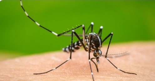 Dengue Outbreak Taken Worrisome Turn in Bangladesh