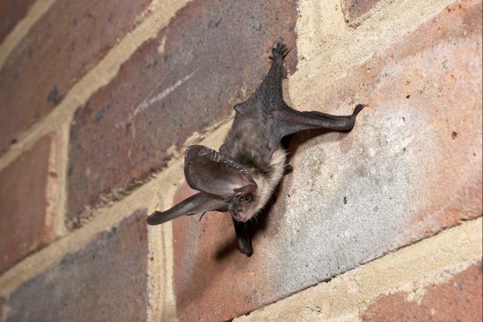 Credit: Hugh Clark / Bat Conservation Trust. A brown long-eared (Plecotus Auritus) bat.
