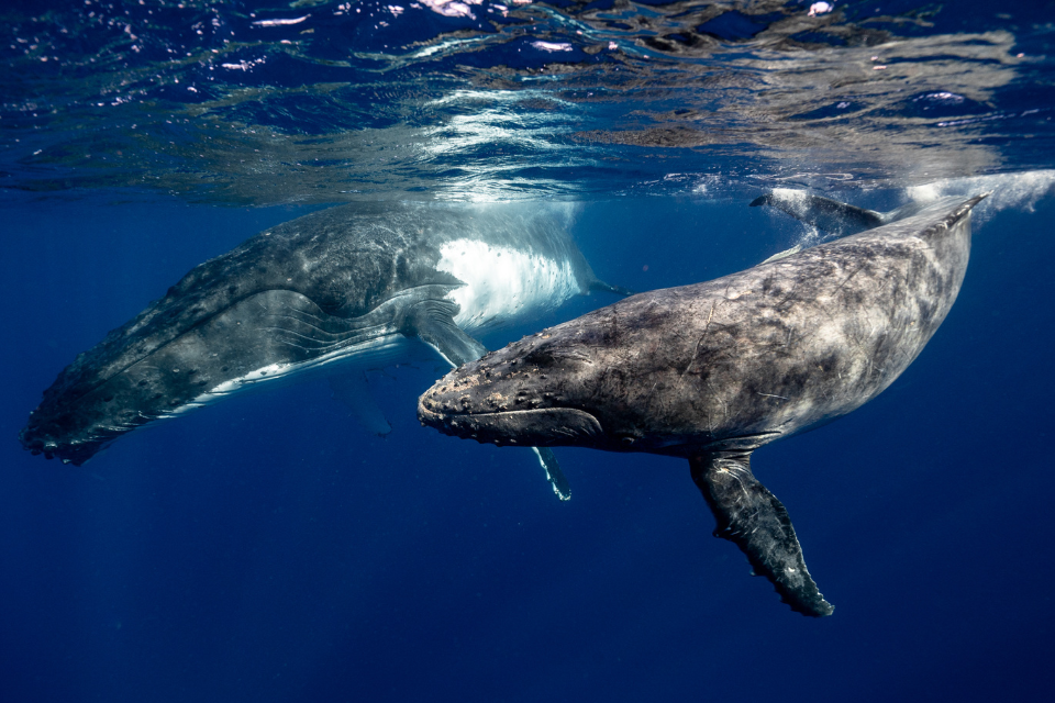 Efforts to Protect Habitat and Wildlife Around the World Boosted by £34M of UK Taxpayer Funding