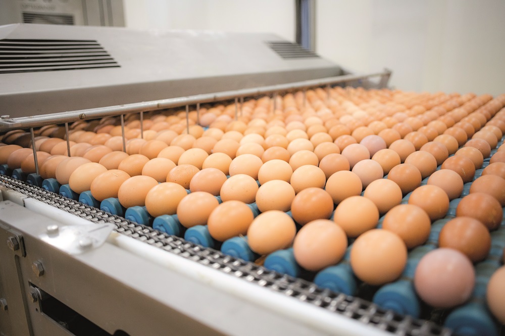 Egg Packers Prosecuted for Switching ‘Best Before’ Dates