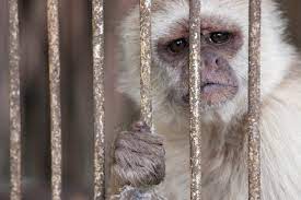 Eliminate, Neutralize, and Disrupt (END) Wildlife Trafficking Act Report 2021