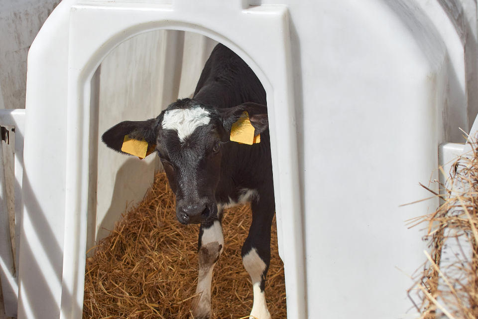 Further Taxpayer-Funding for Livestock Farmers to Improve Animal Health and Welfare