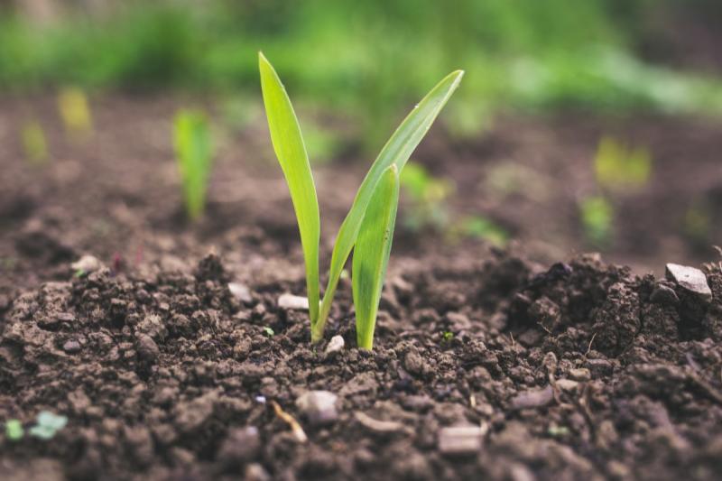 GC Team Contributes to UK POSTnote on Genome Edited Food Crops