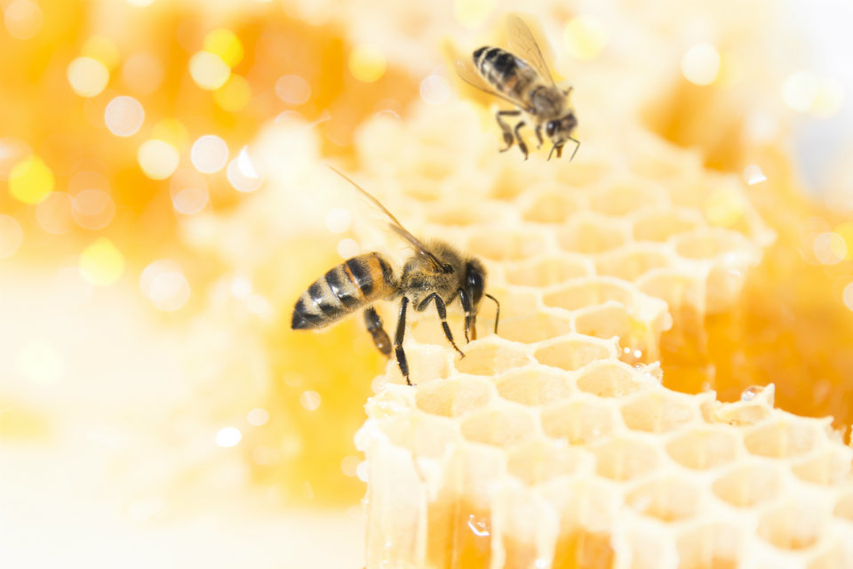 GC Team Publishes Scientific Papers on Honey Authentication
