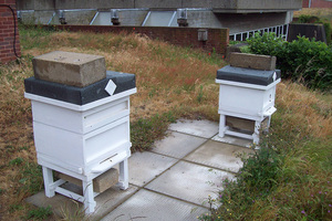 GFSL Staff Member Going Above and Bee-yond at HMP Warren Hill