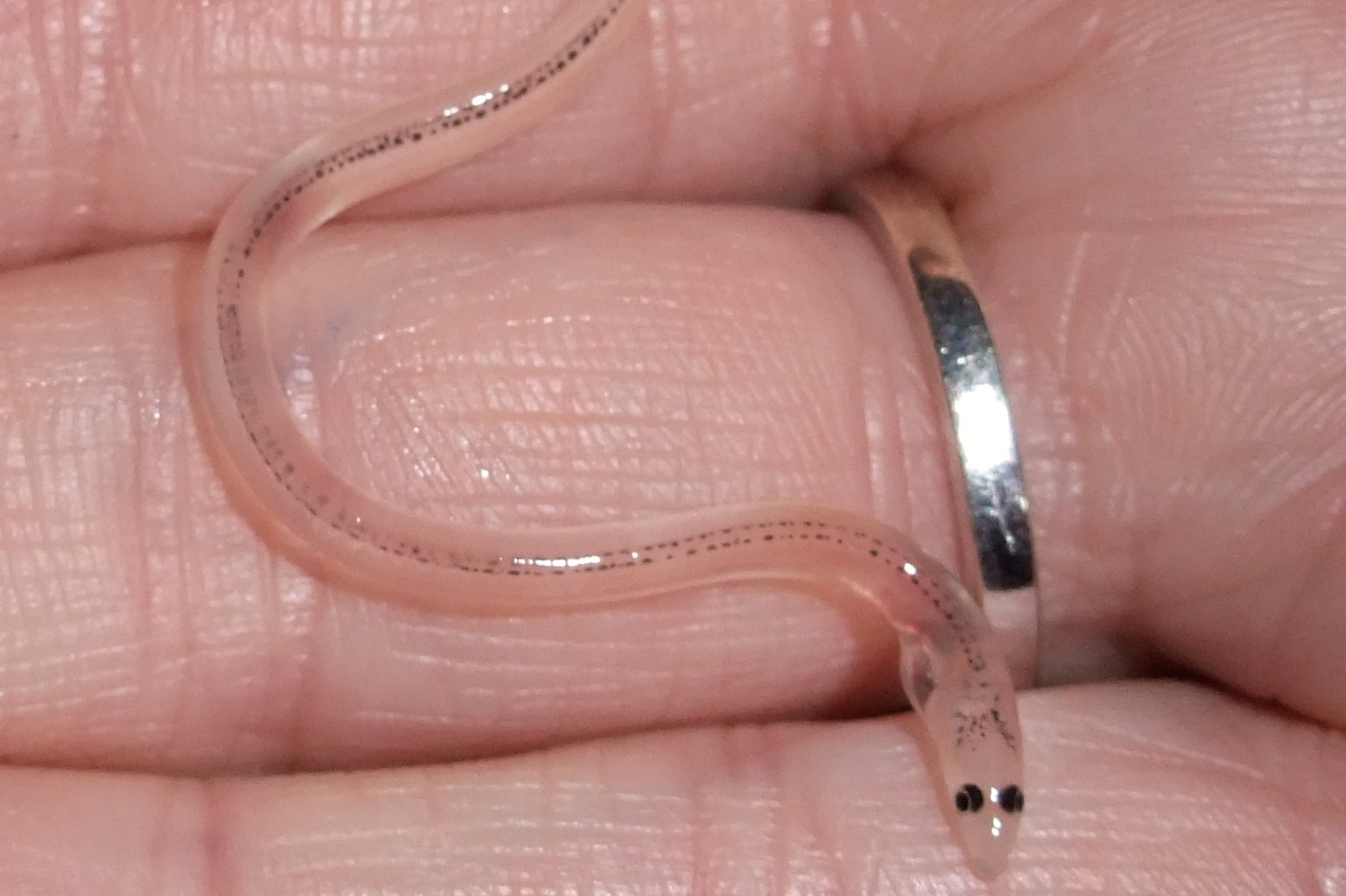 Gloucester Man Ordered to Pay Almost £11,000 for Fishing for Eels Illegally