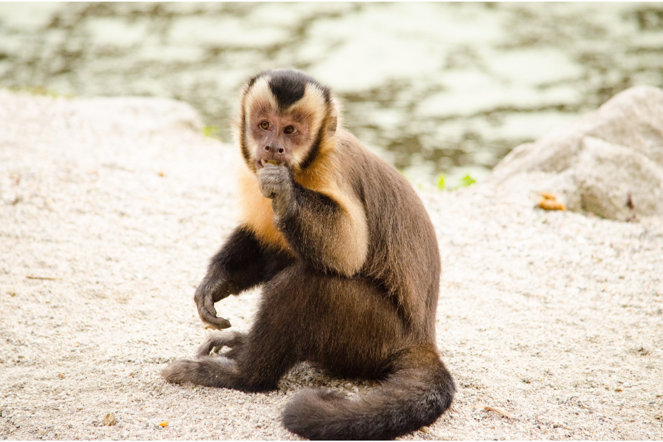 Government Delivers on Promise to Ban Keeping of Primates