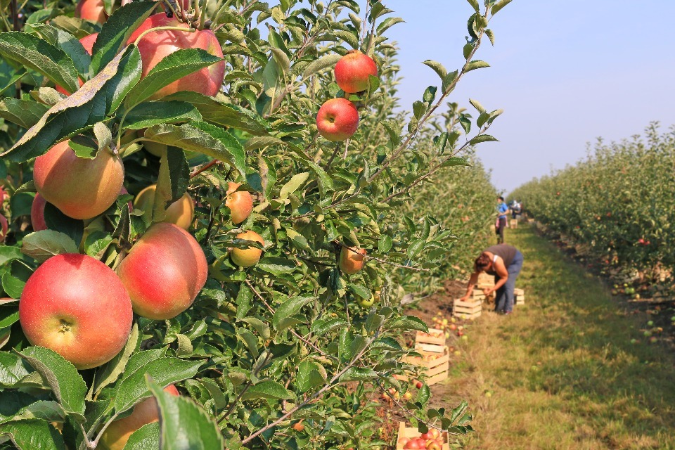 Government Ensures Long-Term Certainty for Food Labour Needs