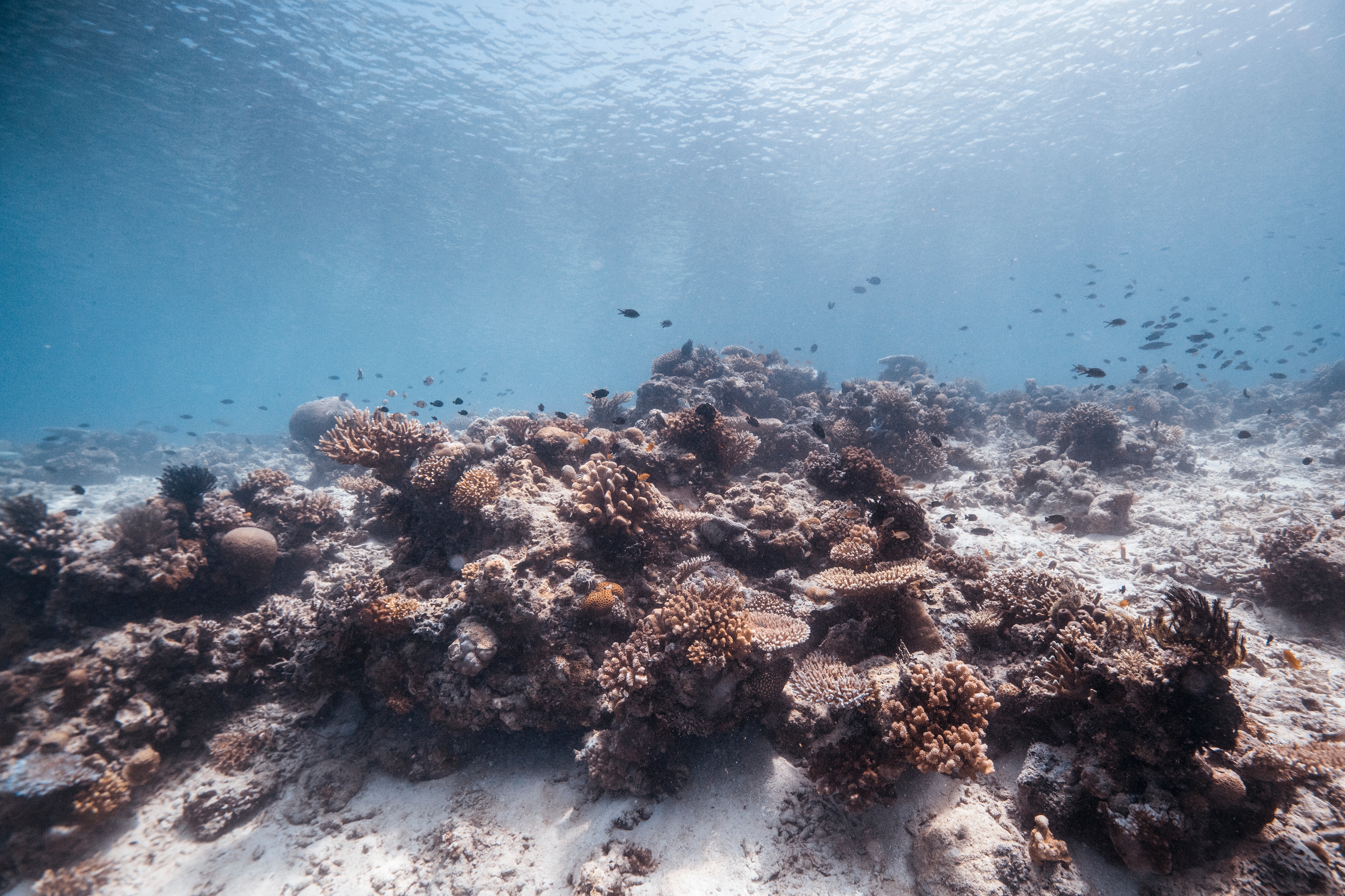Government Sets Out Marine Commitments to Mark World Ocean Day