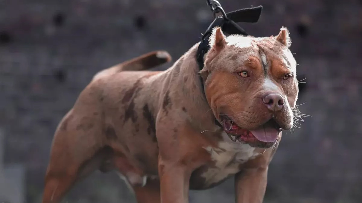 Government to Ban ‘American XL Bully’