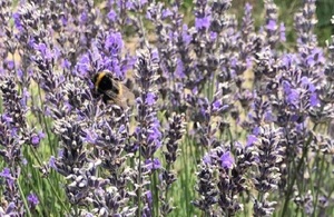 Green Recovery at the Heart of This Year’s Bees’ Needs Week