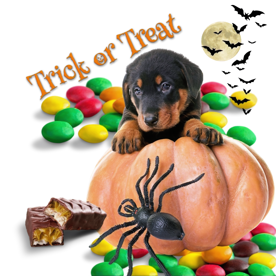 Trick or Treat Halloween’s Candy Craze Screams Sweetness