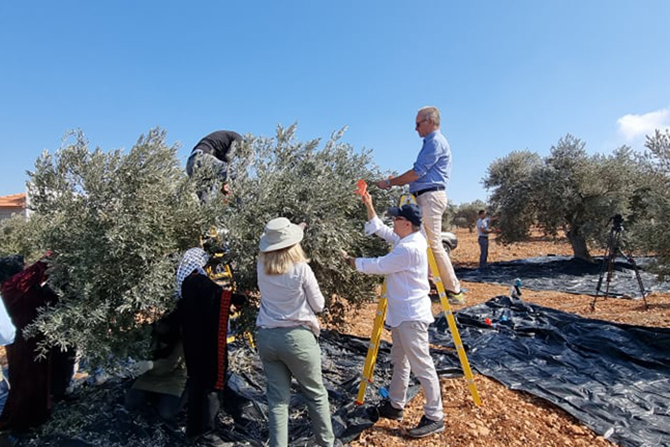 Heads of Mission Join Arab Farmers in Olive Harvesting