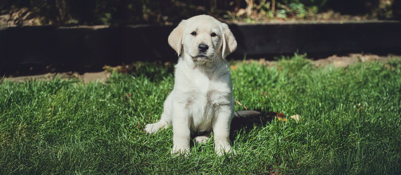 Help Train Lifesaving Dogs — Support Medical Detection Dogs Today