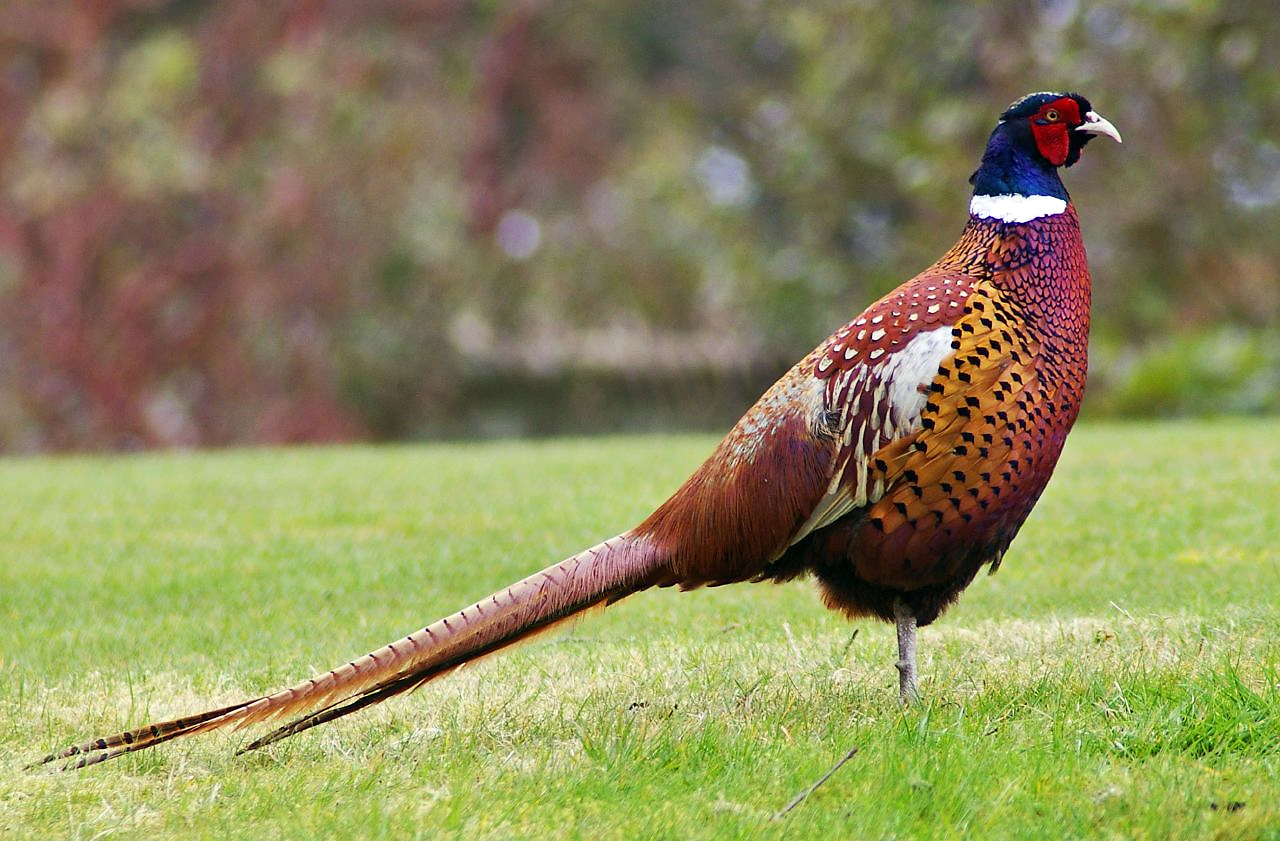 Interim General Licensing Regime for Releasing Gamebirds