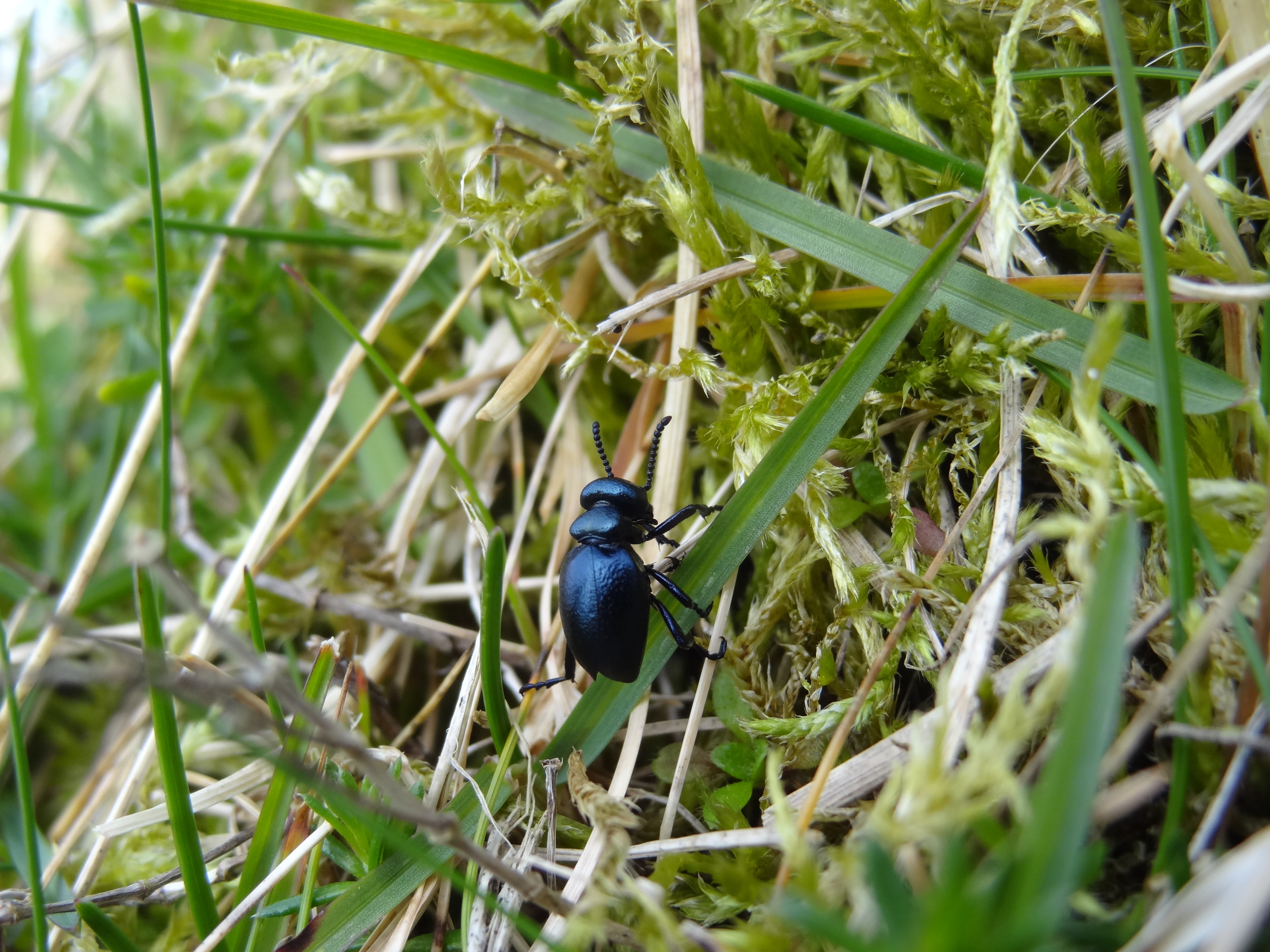Short-necked Oil Beetle (Meloe brevicollis) © Sally Morris