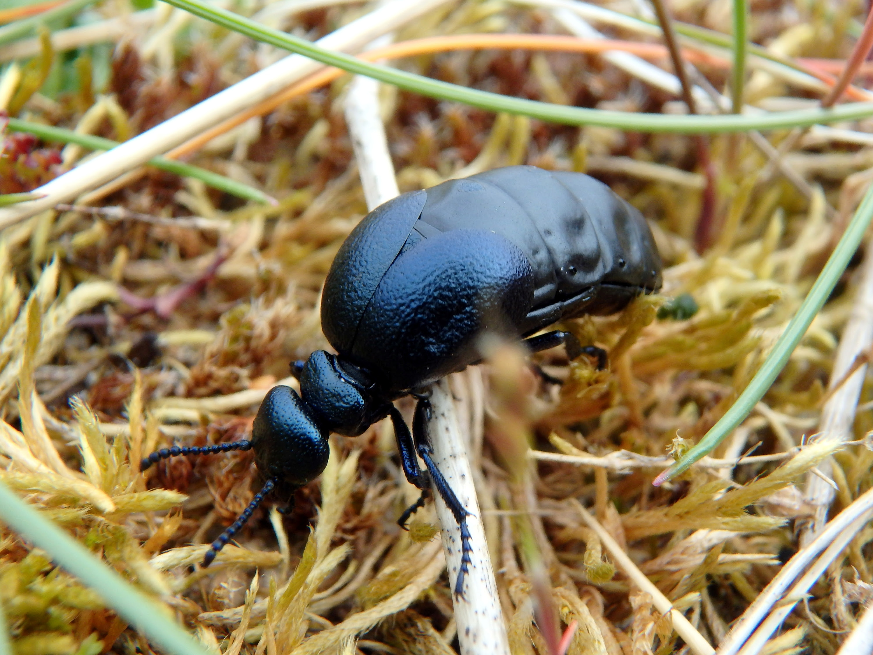 Join the Hunt: Rare Scottish Oil Beetles Need Your Eagle Eyes