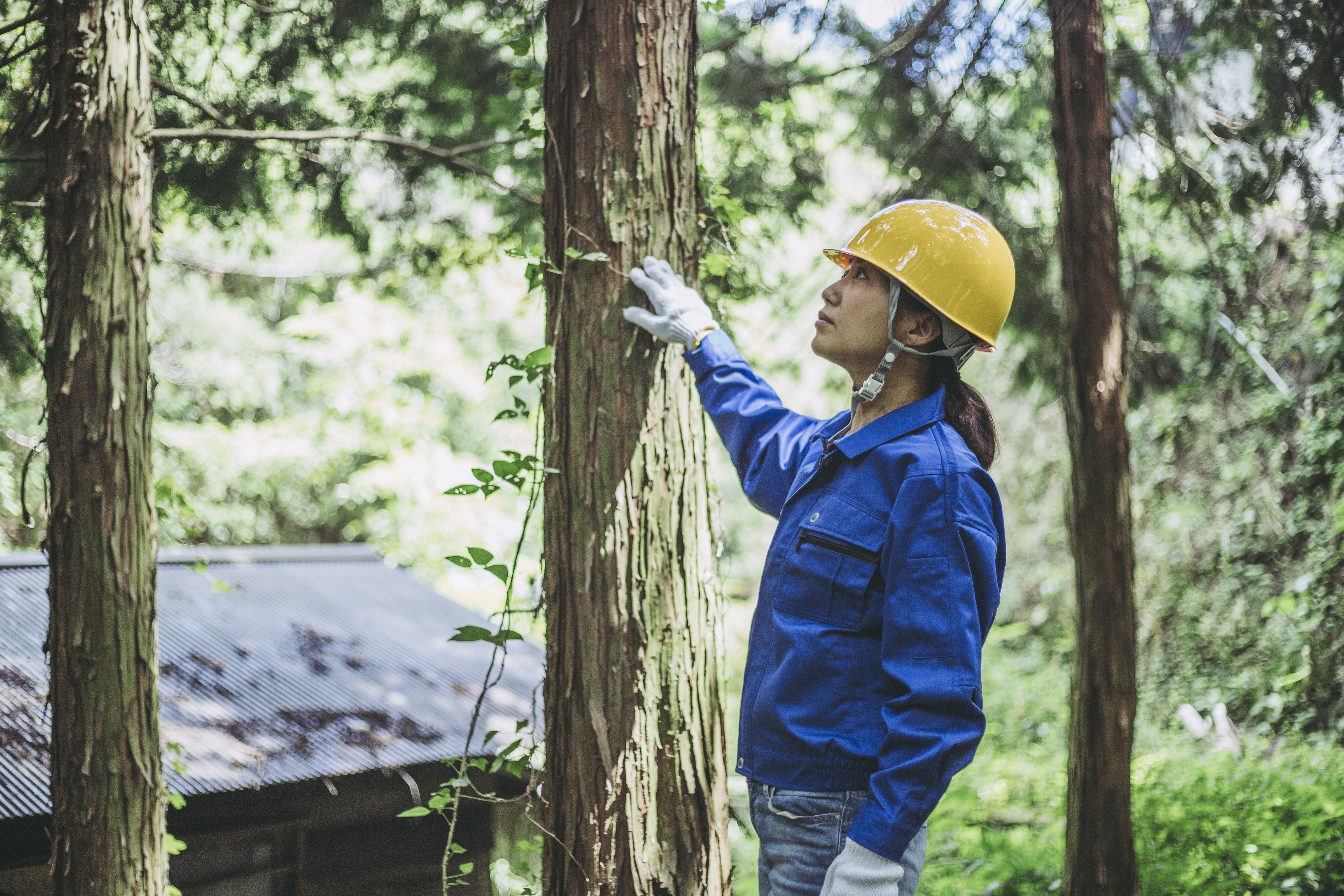 Landmark £15 Million Woodland Creation Grant Opens for Applications