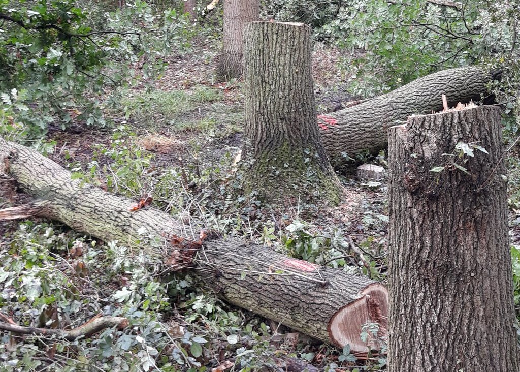 Landowner Forced to Replant After Forestry Commission Prosecution