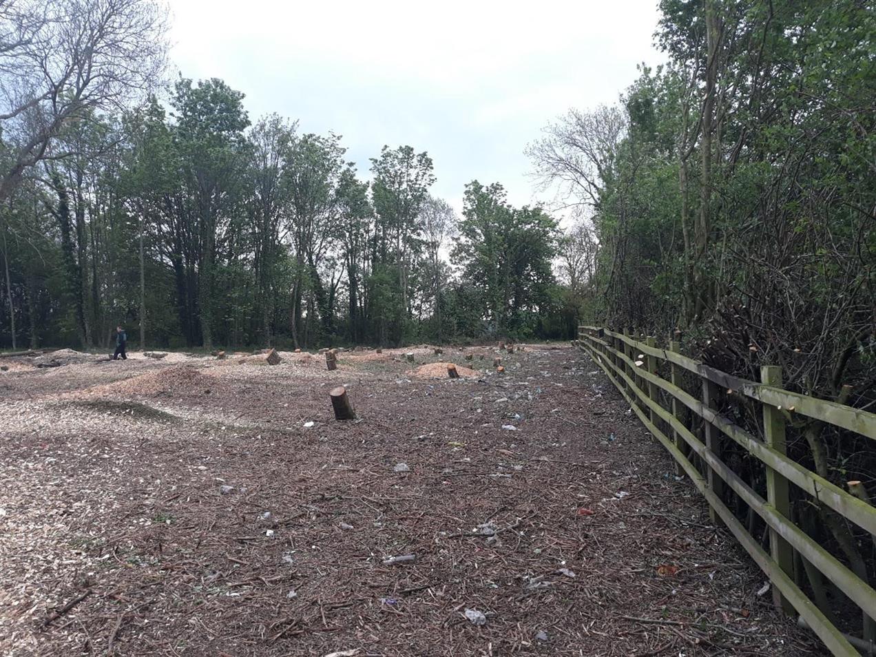 Landowner Ordered to Pay Highest Ever Illegal Felling Fine